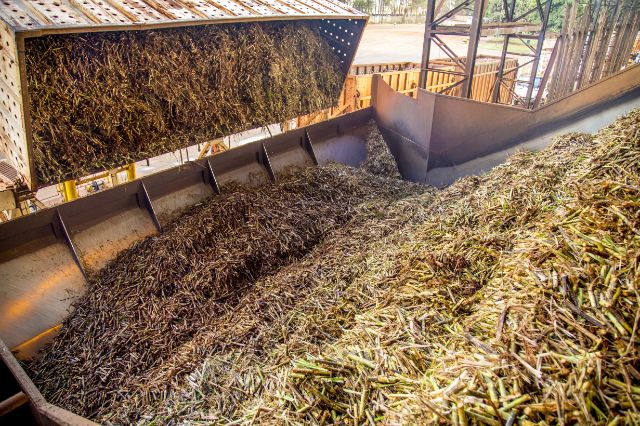 sugarcane